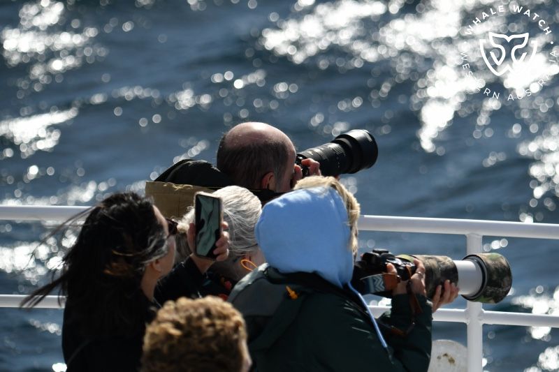 Whale Watch Western Australia