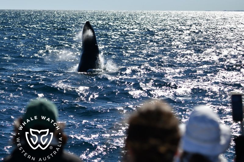 Whale Watch Western Australia