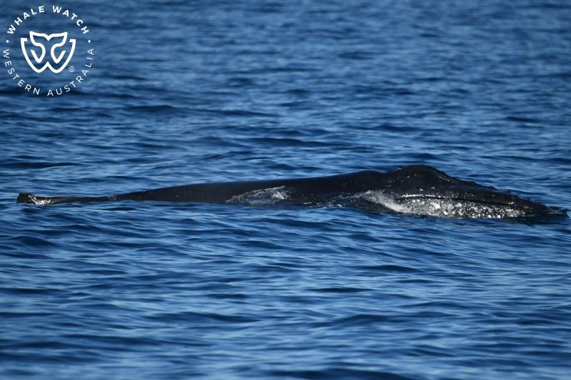 Whale Watch Western Australia