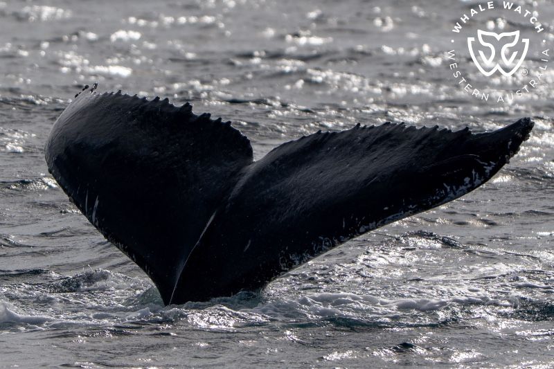 Whale Watch Western Australia
