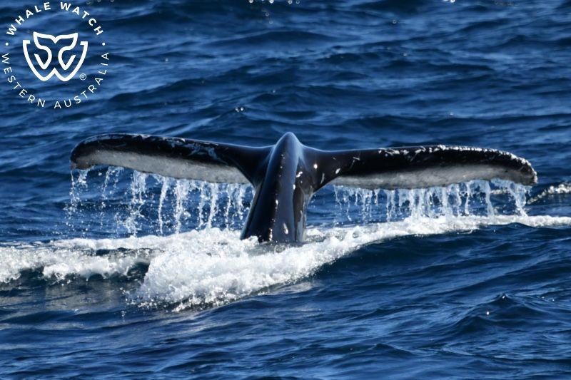 Whale Watch Western Australia