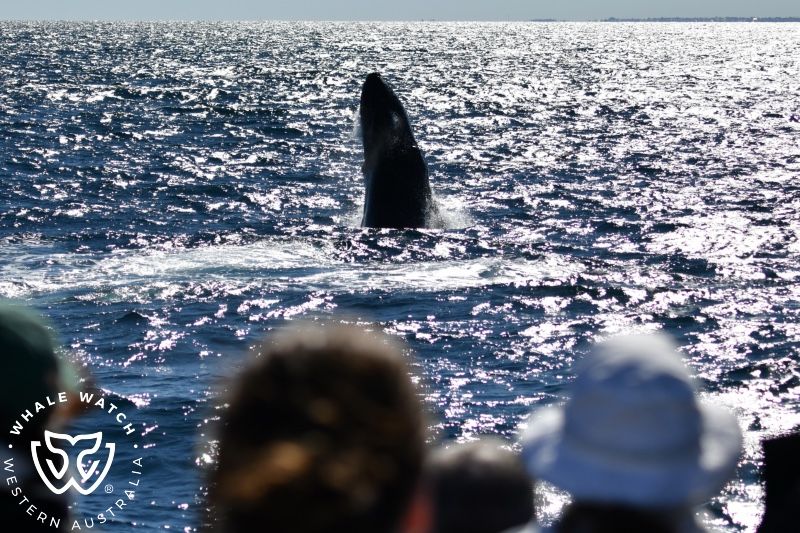 Whale Watch Western Australia