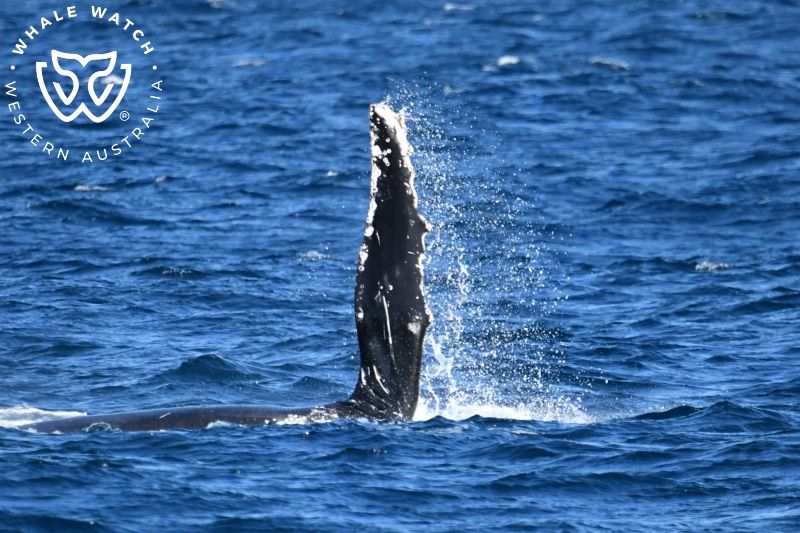Whale Watch Western Australia