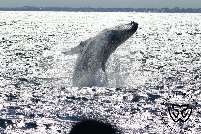 Whale Watch Western Australia