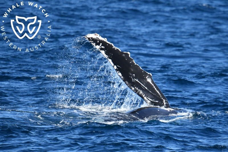 Whale Watch Western Australia