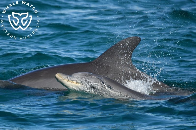 Whale Watch Western Australia