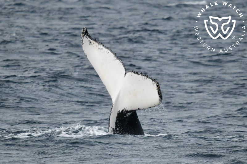 Whale Watch Western Australia