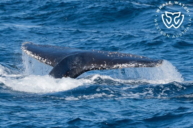 Whale Watch Western Australia