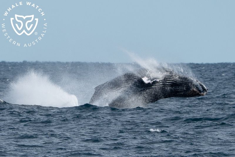 Whale Watch Western Australia