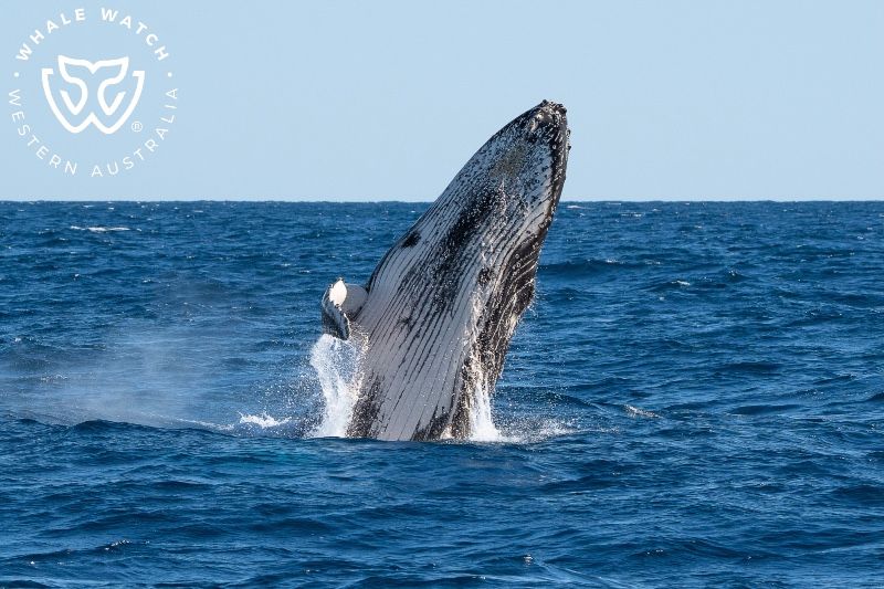 Whale Watch Western Australia