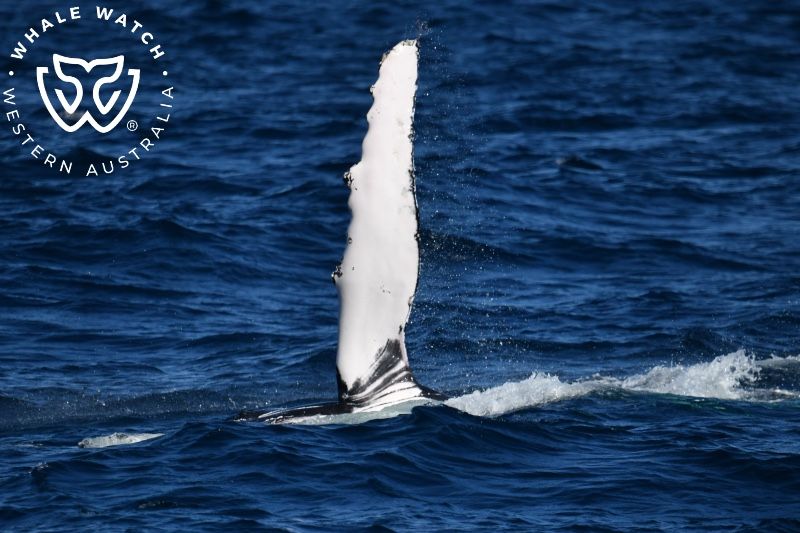 Whale Watch Western Australia
