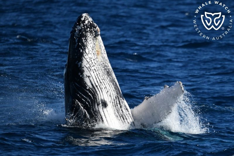 Whale Watch Western Australia