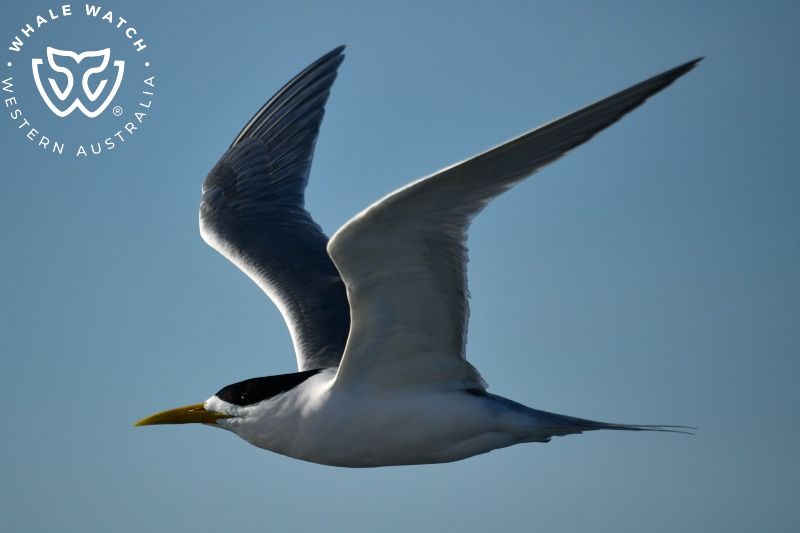 Whale Watch Western Australia