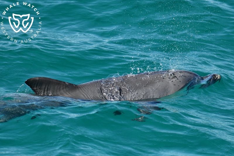 Whale Watch Western Australia