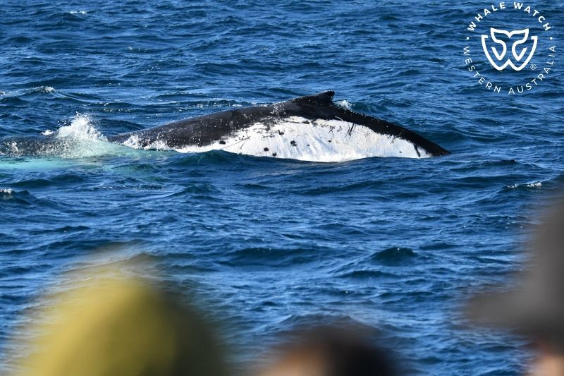 Whale Watch Western Australia