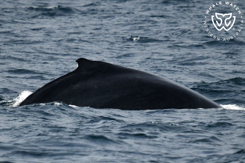 Whale Watch Western Australia