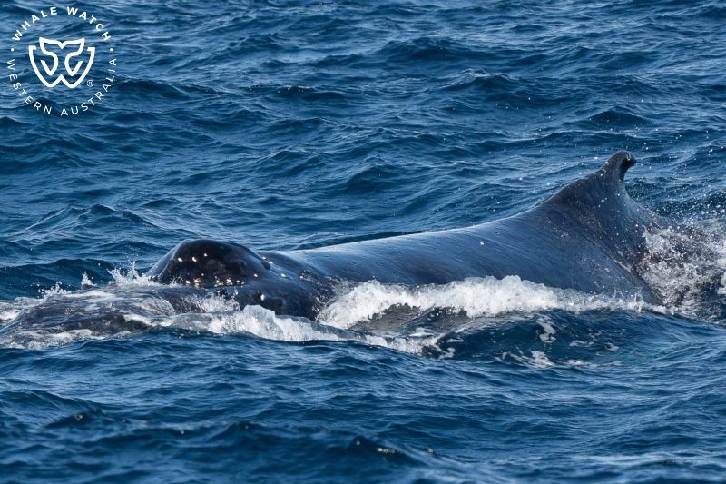 Whale Watch Western Australia