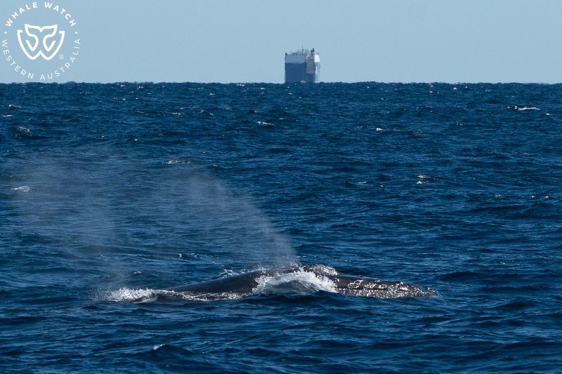 Whale Watch Western Australia