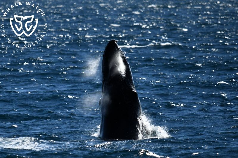 Whale Watch Western Australia