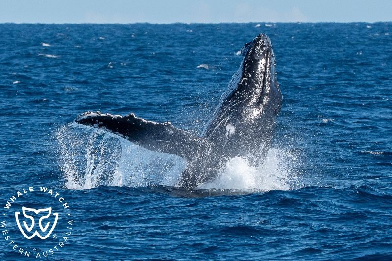 Whale Watch Western Australia