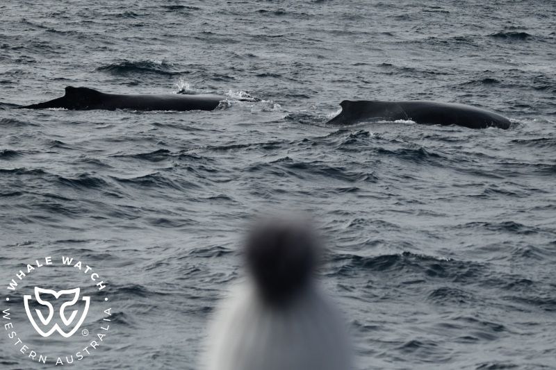 Whale Watch Western Australia