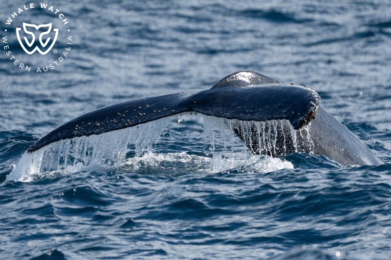 Whale Watch Western Australia