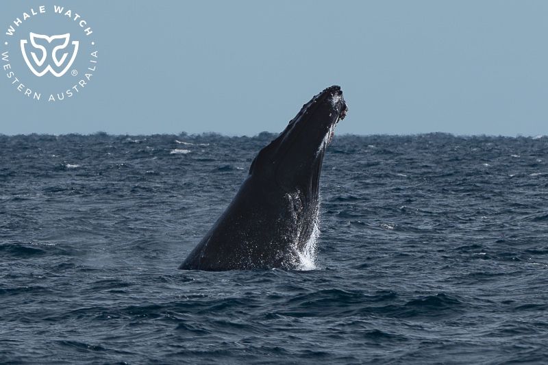 Whale Watch Western Australia