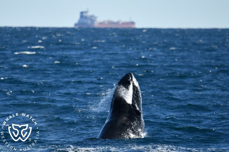 Whale Watch Western Australia