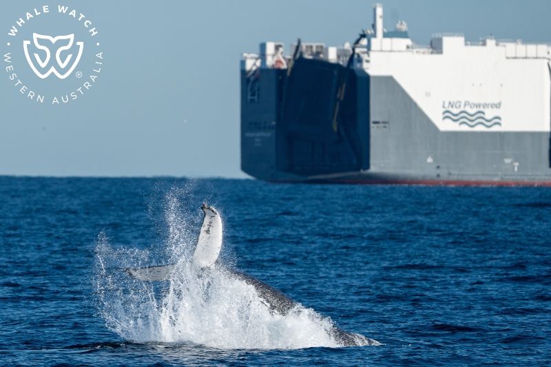 Whale Watch Western Australia