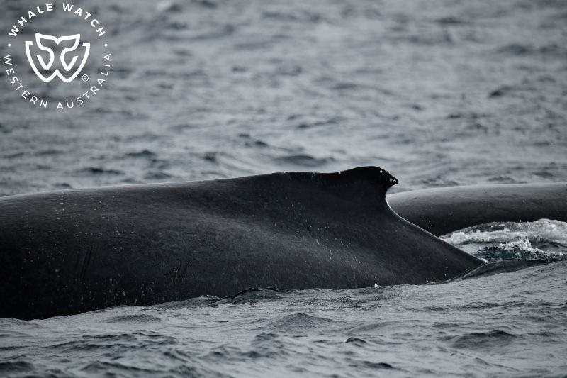 Whale Watch Western Australia