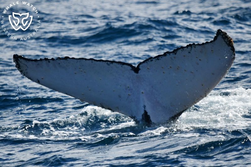 Whale Watch Western Australia