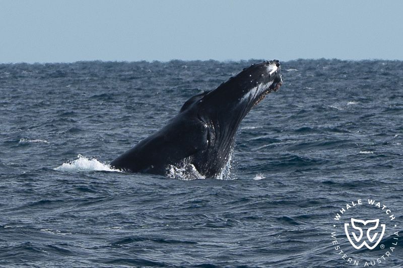 Whale Watch Western Australia
