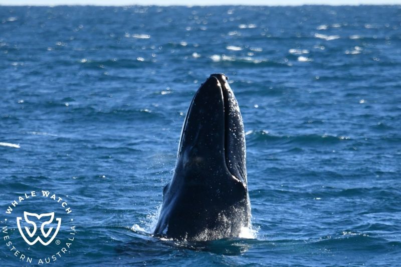 Whale Watch Western Australia