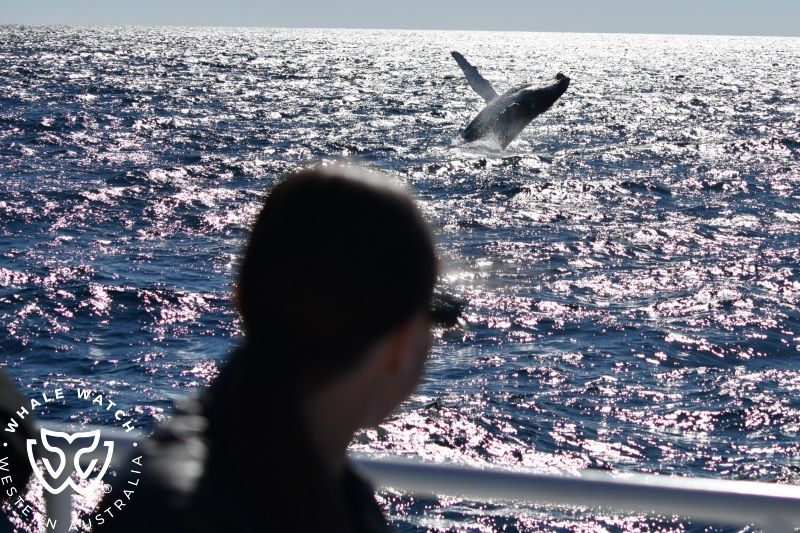 Whale Watch Western Australia