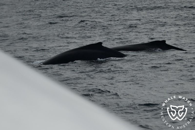 Whale Watch Western Australia