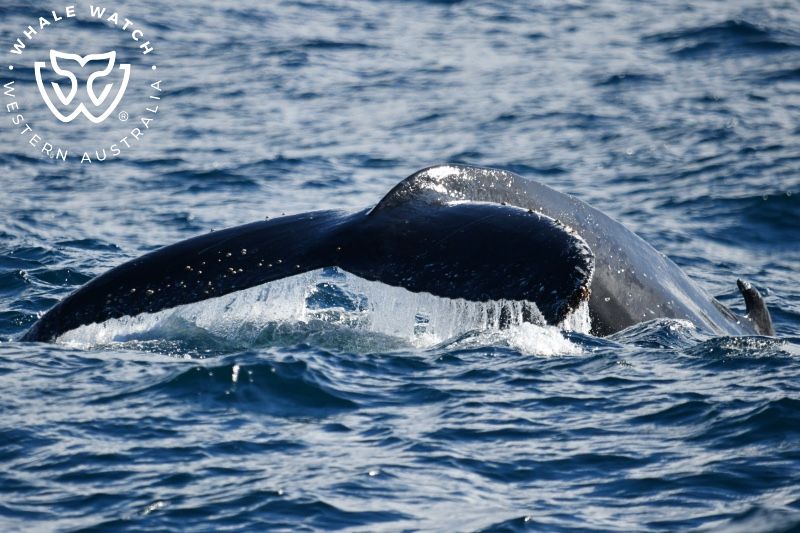 Whale Watch Western Australia