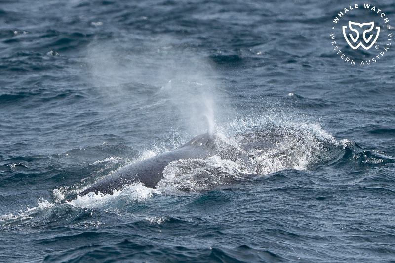 Whale Watch Western Australia