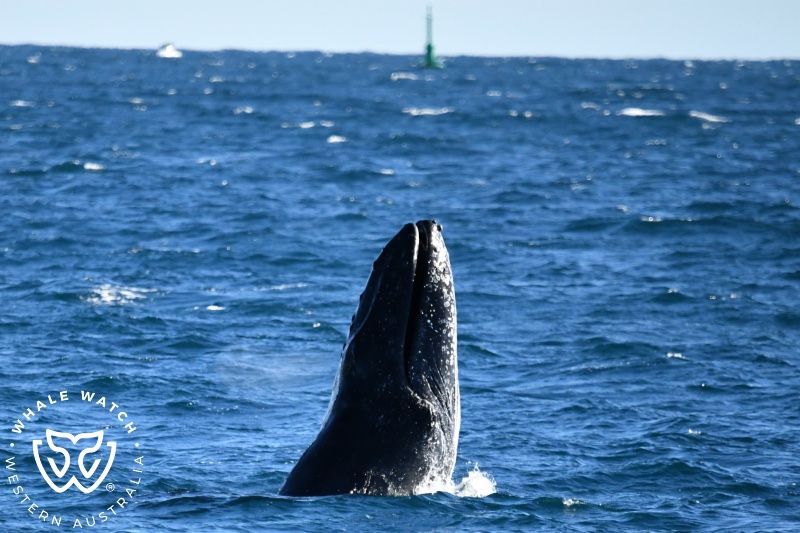 Whale Watch Western Australia