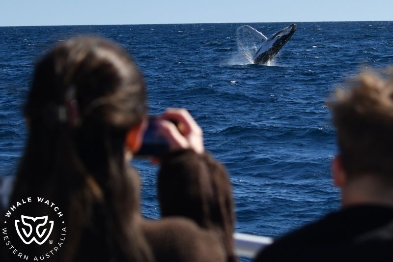 Whale Watch Western AustraliaWhale Watch Western Australia