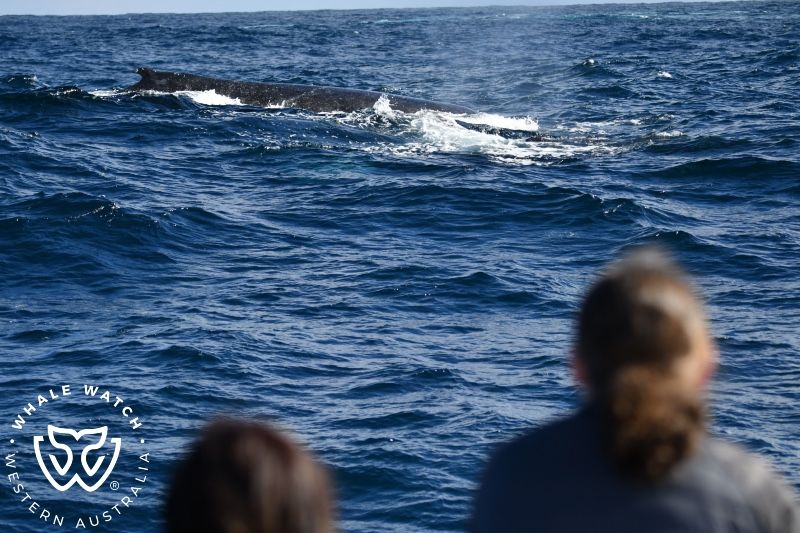 Whale Watch Western Australia