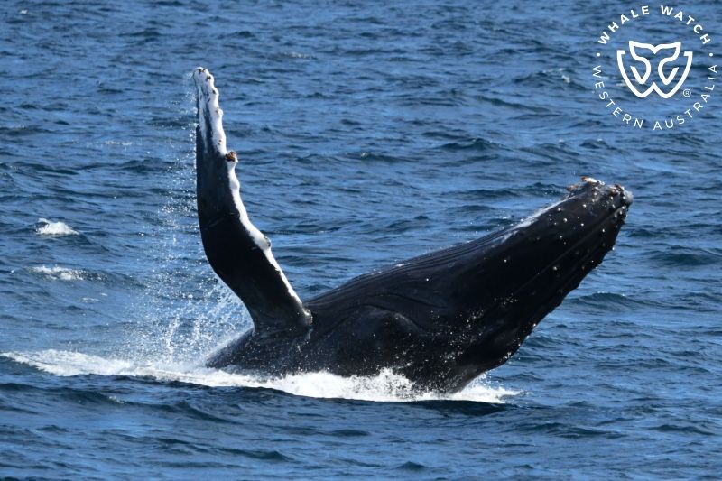 Whale Watch Western Australia