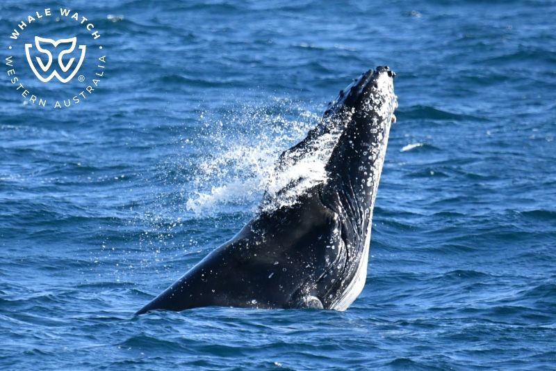 Whale Watch Western Australia