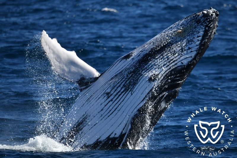 Whale Watch Western Australia