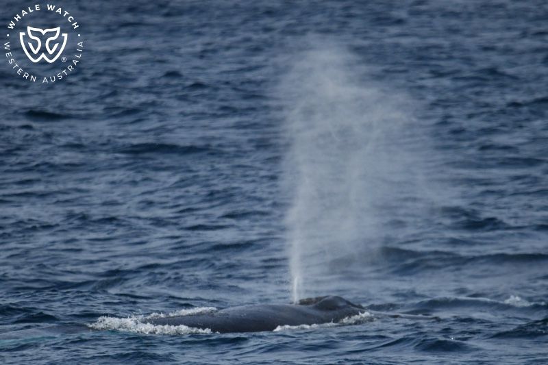 Whale Watch Western Australia