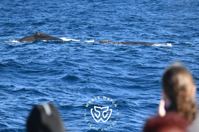 Whale Watch Western Australia