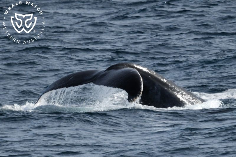 Whale Watch Western Australia