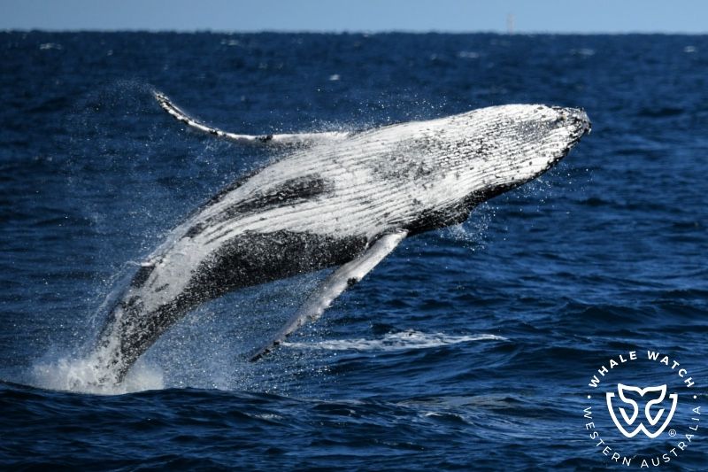 Whale Watch Western Australia