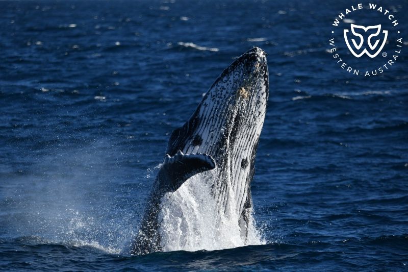 Whale Watch Western Australia
