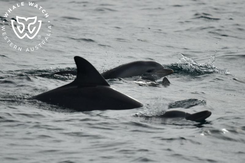 Whale Watch Western Australia
