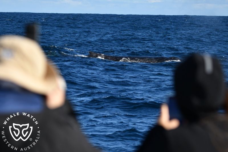 Whale Watch Western Australia